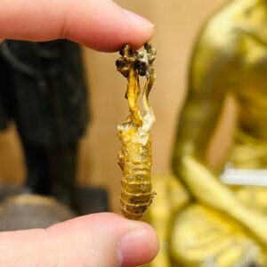 【花开富贵 · 招财金华禅】